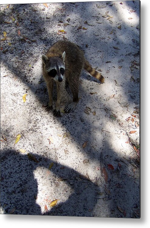 Raccoon Metal Print featuring the photograph Raccoon 0311 by Christopher Mercer