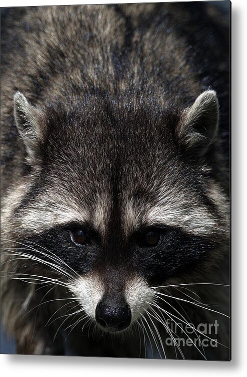 Raccoon Metal Print featuring the photograph Raccoon Encounter by Sharon Talson