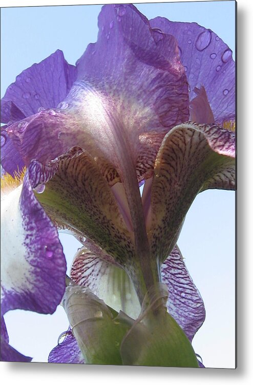Iris Metal Print featuring the photograph Raindrop Iris by Tracy Male
