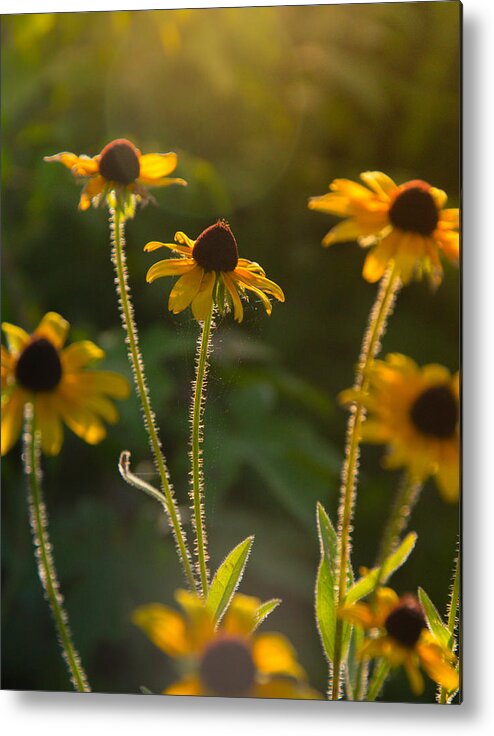 Flower Prints Metal Print featuring the photograph Reach for the sun by Stacy Abbott