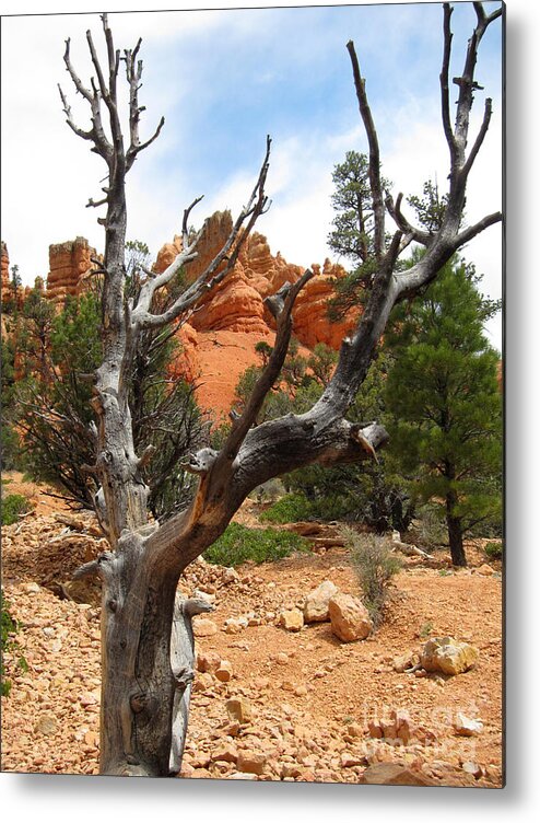 Red Canyon Metal Print featuring the photograph Red Canyon Tree And Rocks by Debra Thompson