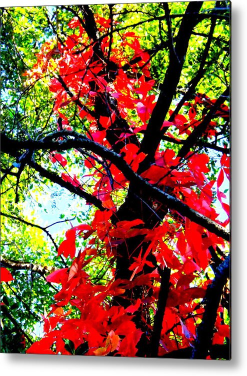 Red Creeper 2 Metal Print featuring the photograph Red Creeper 2 by Darren Robinson