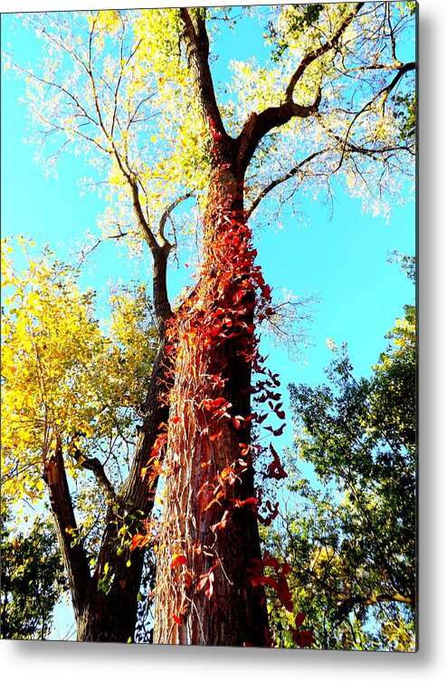 Red Creeper Metal Print featuring the photograph Red Creeper by Darren Robinson