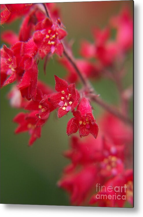 Wildflowers Metal Print featuring the photograph Red Fairy Trumpets by Jackie Farnsworth
