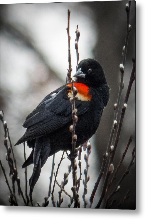 Bird Metal Print featuring the photograph Red Winged Blackbird in Pussy Willows by Patti Deters