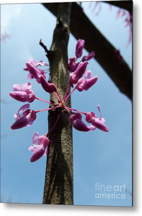 Redbud Tree Metal Print featuring the photograph Redbud in bloom by Jane Ford