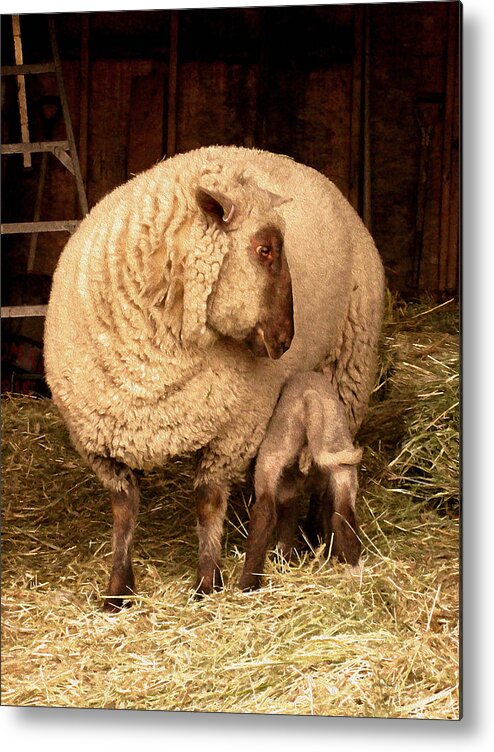 Sheep Metal Print featuring the photograph ReFuel by Kathy Bassett