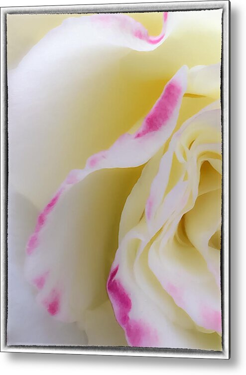 Abstract Metal Print featuring the photograph Rose by Jonathan Nguyen