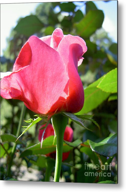Rose Metal Print featuring the photograph Rose Portland by Mars Besso