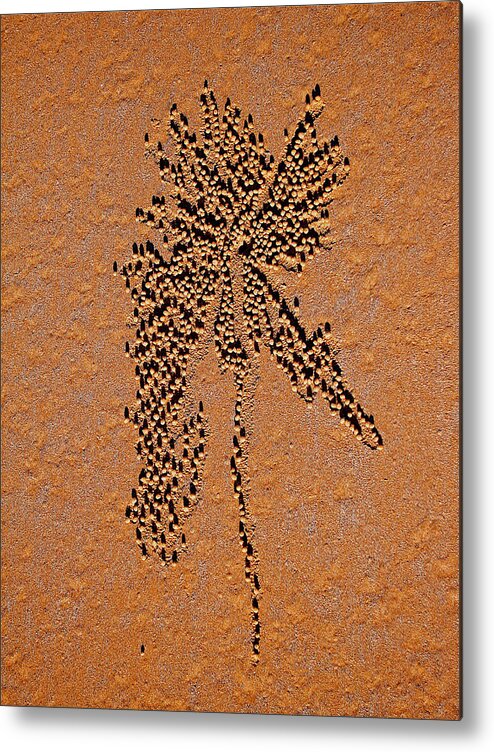 Sand Metal Print featuring the photograph Sand crab patterns 2 by Jocelyn Kahawai