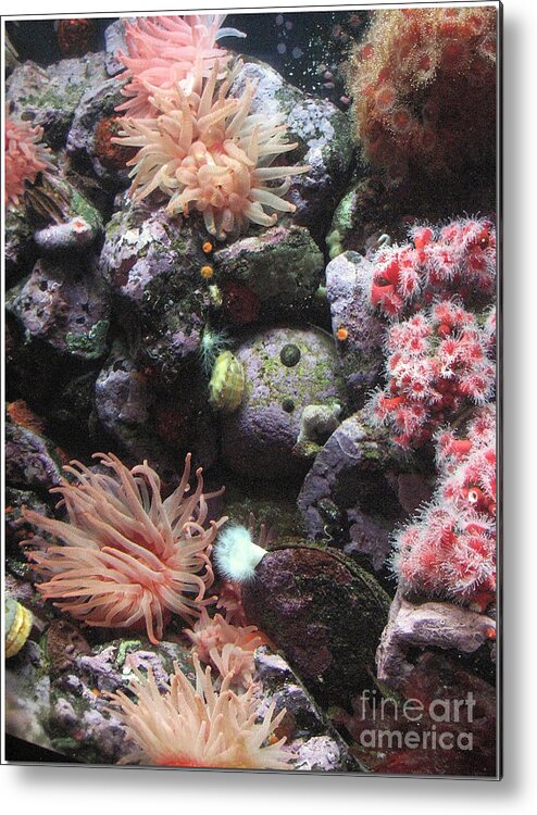 Sea Metal Print featuring the photograph Sea Life by Chris Anderson