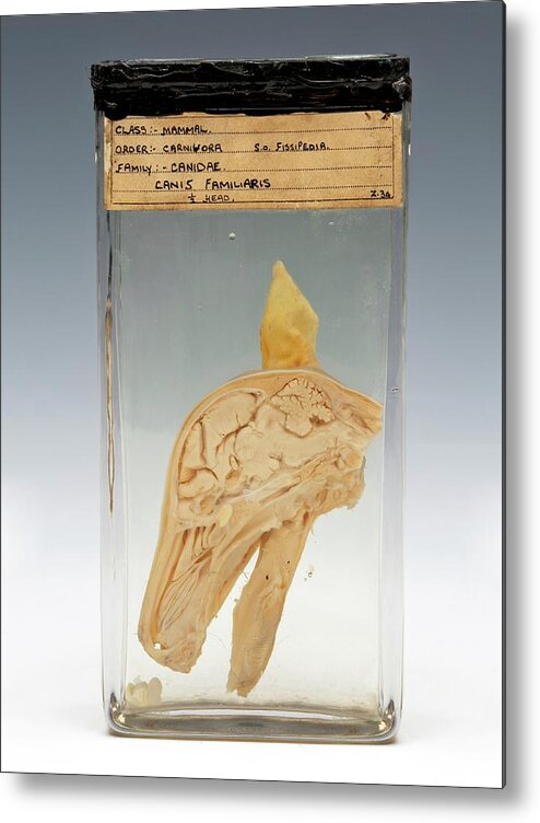 Anatomy Metal Print featuring the photograph Sectioned Dog's Head Specimen by Ucl, Grant Museum Of Zoology