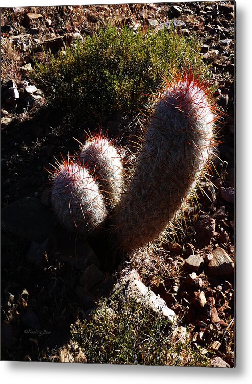 Prickly Metal Print featuring the photograph Senor Cacti by Xueling Zou