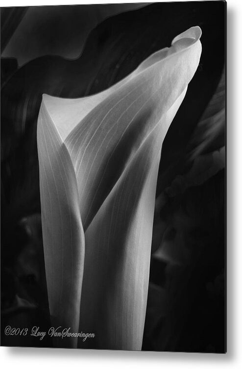 Calla Metal Print featuring the photograph Sensuous Calla by Lucy VanSwearingen
