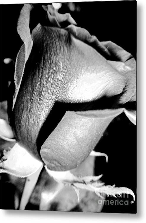 Shade Metal Print featuring the photograph Shades Of Rose by Nina Ficur Feenan