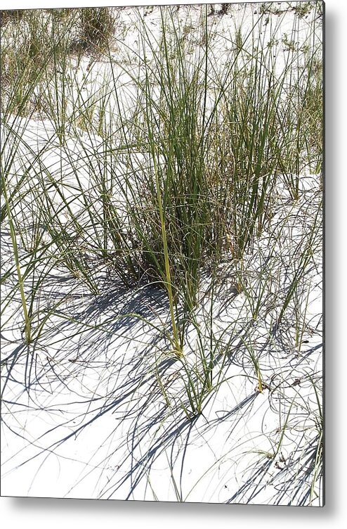 Grass Metal Print featuring the photograph Shadow grass by David Neace CPX