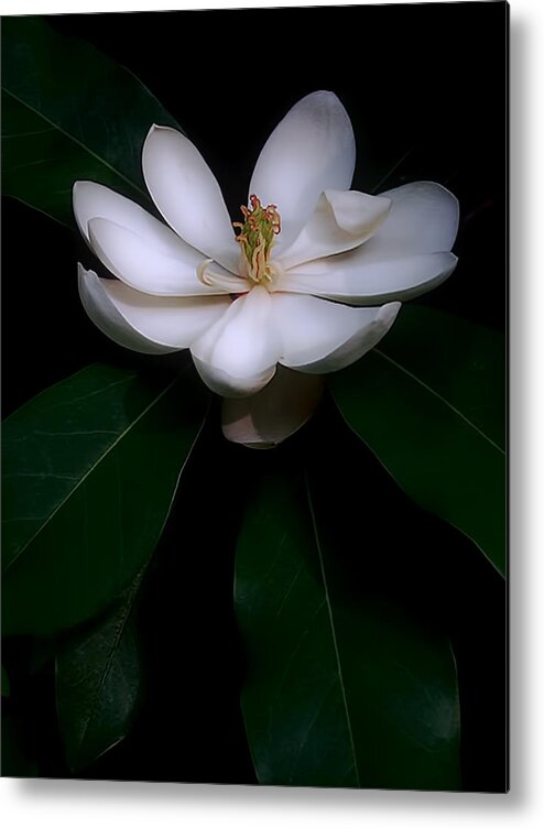 Flower Metal Print featuring the photograph Sweet White Magnolia Bloom by Louise Kumpf