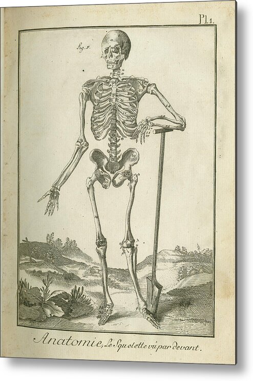  Metal Print featuring the painting Skeleton I by Wild Apple Portfolio