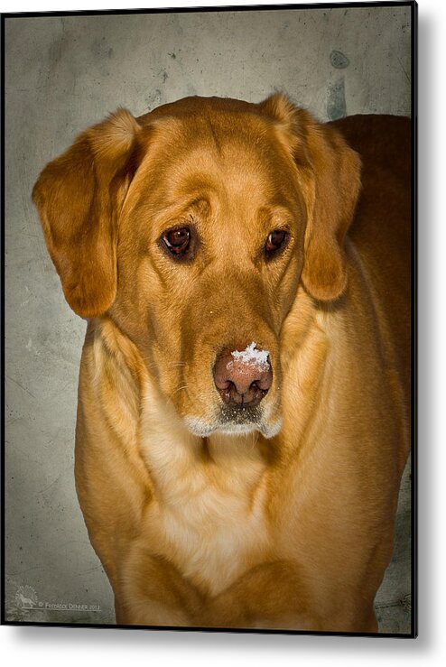 Dog Metal Print featuring the photograph Snow Nose by Fred Denner
