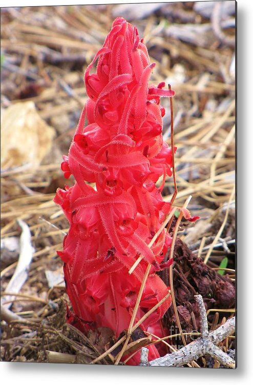 Snow Plant Metal Print featuring the photograph Snowplant by Michele Penner