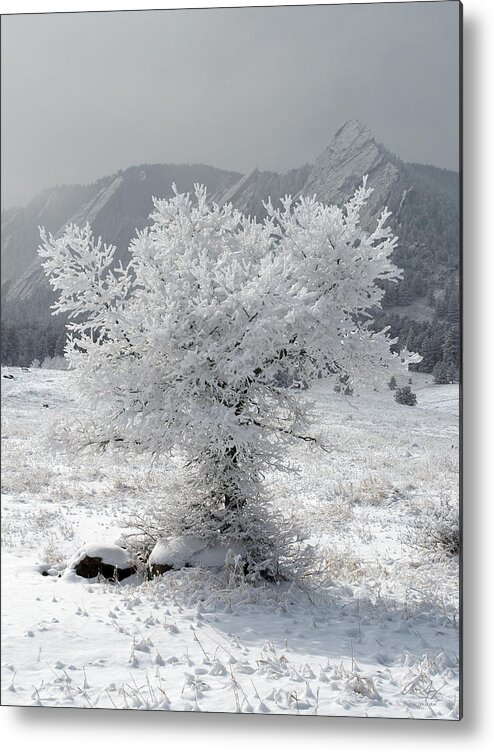 Snowy Metal Print featuring the photograph Snowy Tree by Aaron Spong