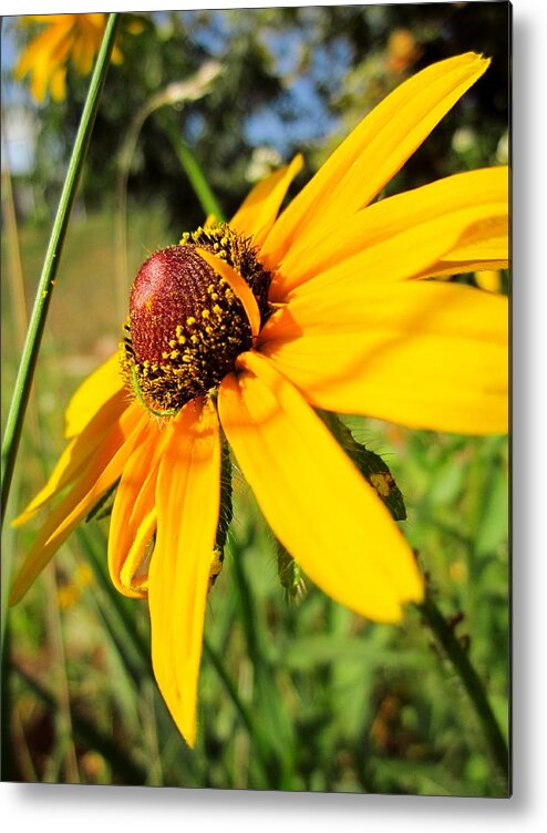 Wildflower Metal Print featuring the photograph Something Out of Place by Cynthia Clark