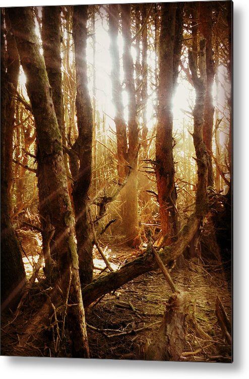 Spellbound Metal Print featuring the photograph Spellbound by Micki Findlay