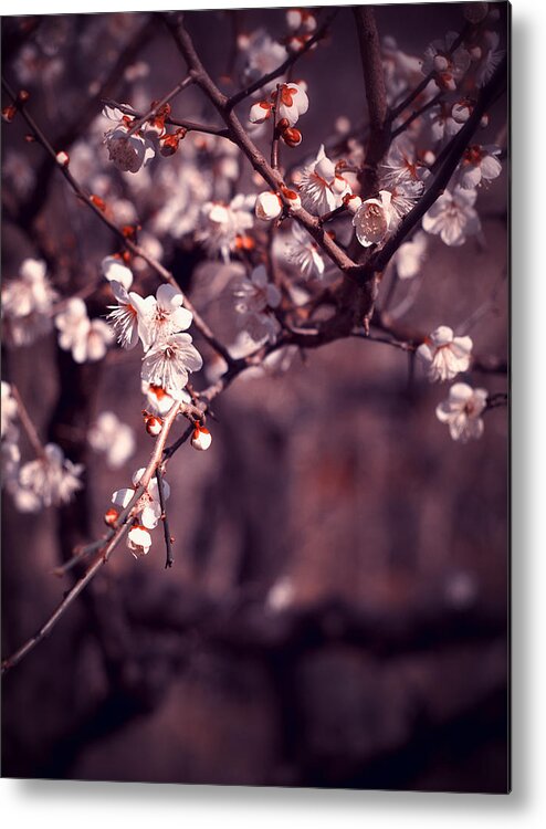 Plum Metal Print featuring the photograph Spring Has Come by Yuka Kato