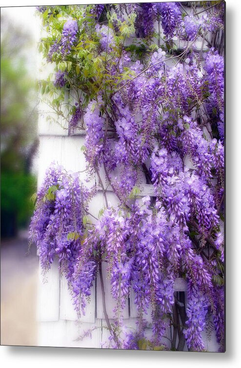 Flowers Metal Print featuring the photograph Spring Wisteria by Jessica Jenney