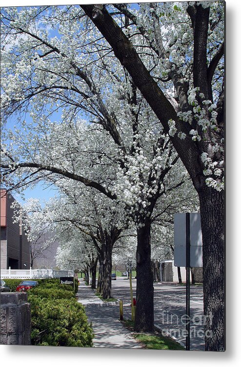 Corning New York Metal Print featuring the photograph Springtime Corning NY 2 by Tom Doud
