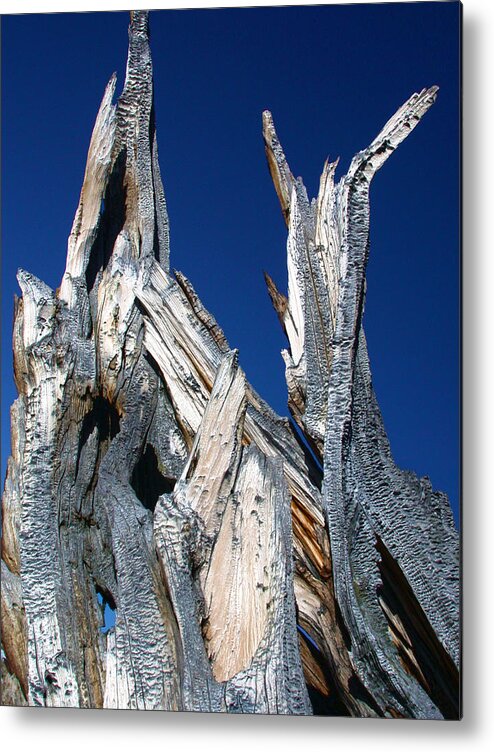 Roots Metal Print featuring the photograph Steeple Roots by Shane Bechler