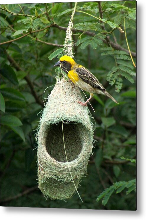 Weaver Bird Metal Print featuring the photograph Stitch in Time by Ramabhadran Thirupattur