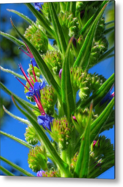 Flowers Metal Print featuring the photograph Study In Blue and Green by Derek Dean