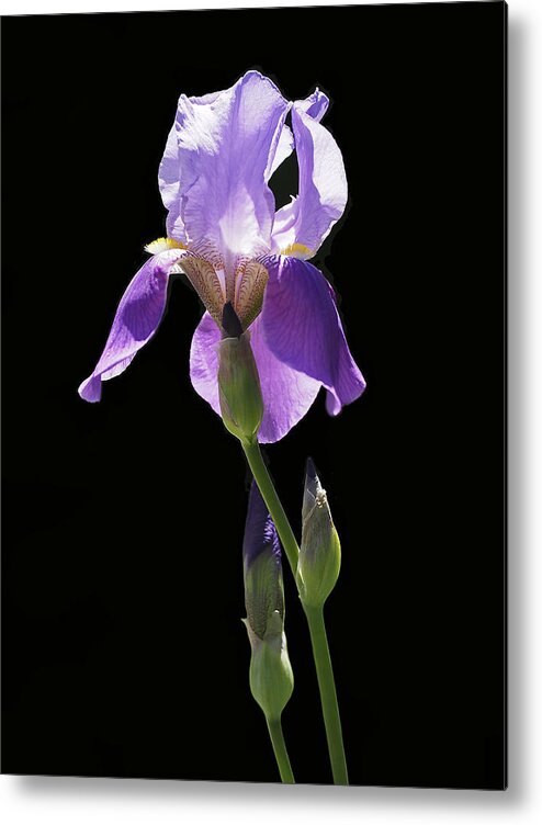 Iris Metal Print featuring the photograph Sun-drenched Iris by Rona Black