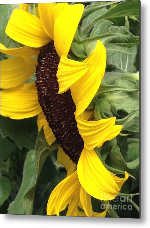 Yellow Sunflower Metal Print featuring the photograph Sunflower by Jacklyn Duryea Fraizer