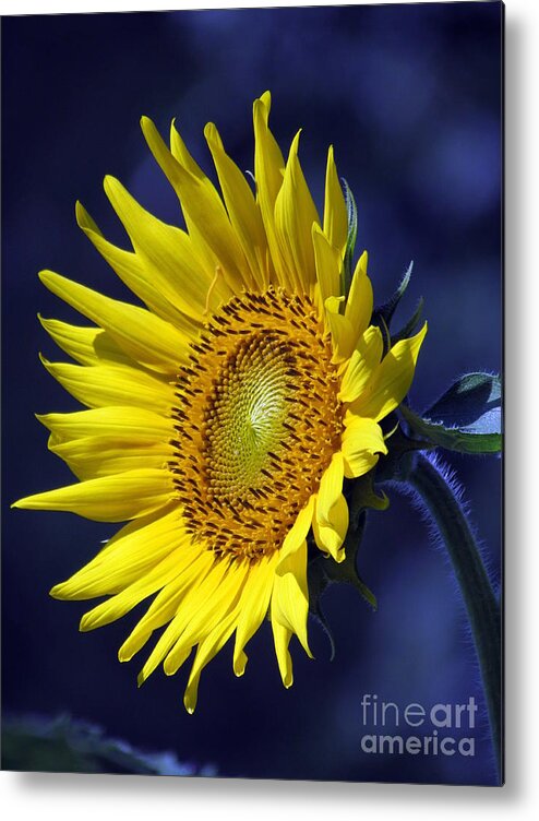 Sunflower Metal Print featuring the photograph Sunflower on Blue by Lili Feinstein