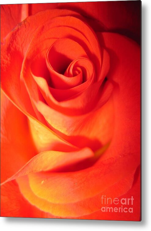 Floral Metal Print featuring the photograph Sunkissed Orange Rose 10 by Tara Shalton