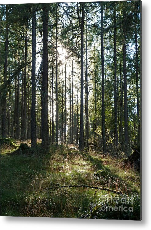 Larch Metal Print featuring the photograph Sunlit Larchwood by Phil Banks