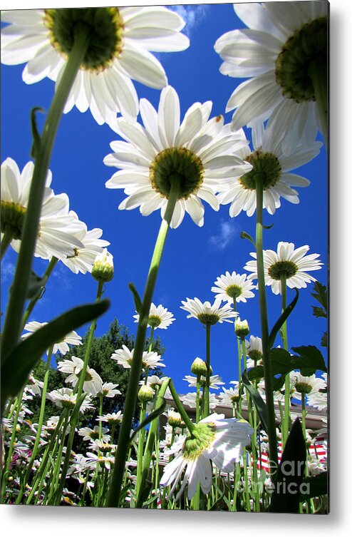 Summer Metal Print featuring the photograph Sunny Side Up by Pamela Clements
