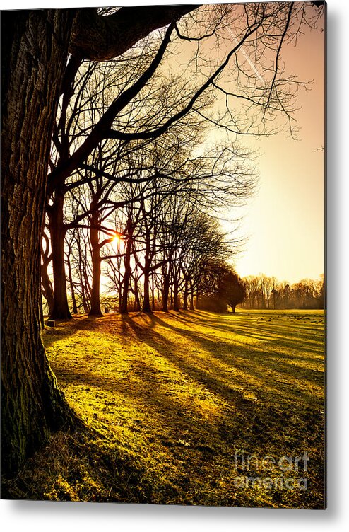 Sunset Metal Print featuring the photograph Sunset at the park by Daniel Heine