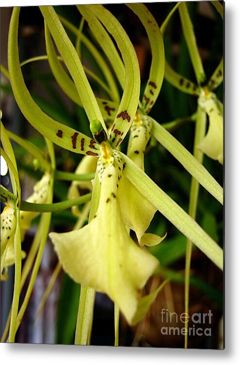 Ada Metal Print featuring the photograph Sweet Yellow by Michelle Meenawong