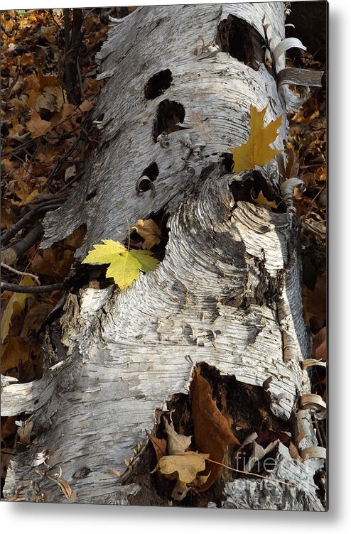 Nature Birch Tree Woods Fall Autumn Outside Trees Metal Print featuring the photograph Tall Fallen Birch with Leaves by Erick Schmidt