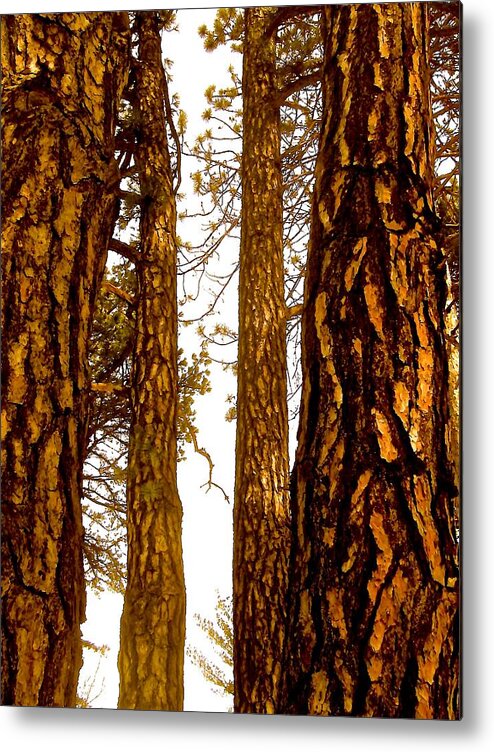 Pines Trees Metal Print featuring the photograph Between Every Two Pine Trees... by Elizabeth Tillar