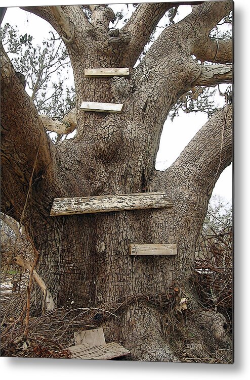 Old Oak Tree Metal Print featuring the photograph The Climbing Tree - Hurricane Katrina Survivor by Rebecca Korpita
