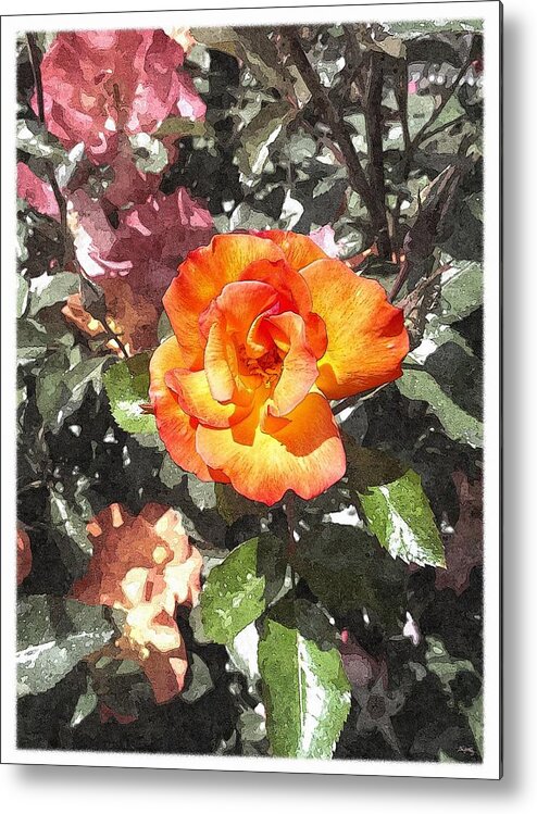 Spring Rose Metal Print featuring the photograph The Spring Rose by Glenn McCarthy Art and Photography