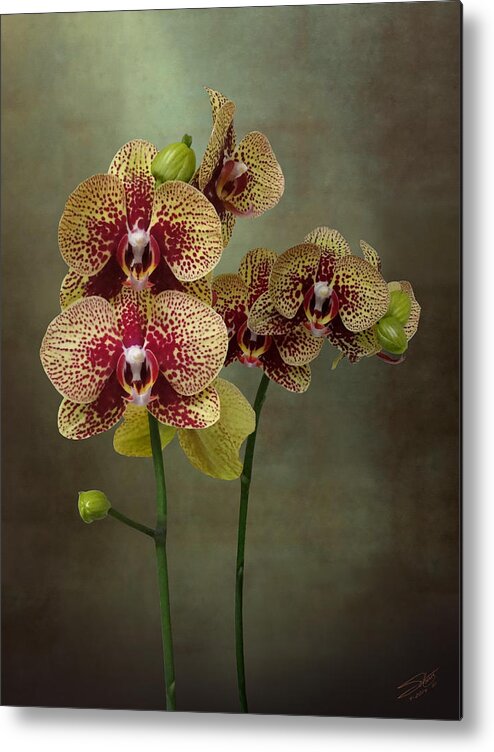 Orchid Metal Print featuring the digital art Timeless Orchid by M Spadecaller