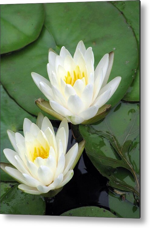 Water Lilies Metal Print featuring the photograph The Water Lilies Collection - 12 by Pamela Critchlow
