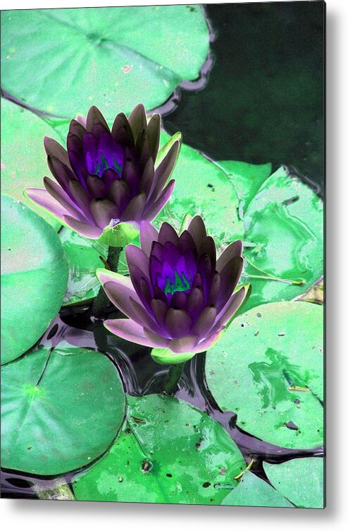 Water Lilies Metal Print featuring the photograph The Water Lilies Collection - PhotoPower 1119 by Pamela Critchlow