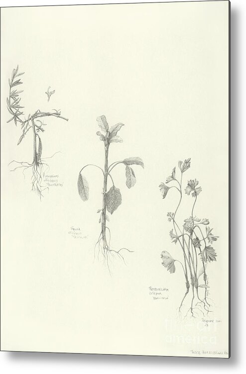 Herbs Metal Print featuring the drawing Three Herbs by Laura Hamill