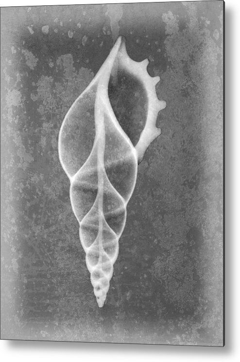 X-ray Art Metal Print featuring the photograph Tibia Sea Shell X-ray Art by Roy Livingston